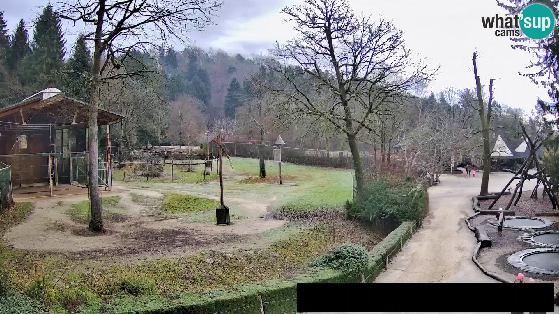 Webcam live Zoo Lubiana – Giraffe