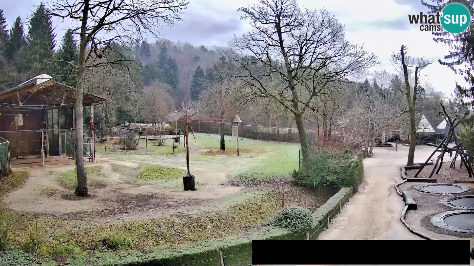 Webcam Zoo Ljubljana – Giraffes