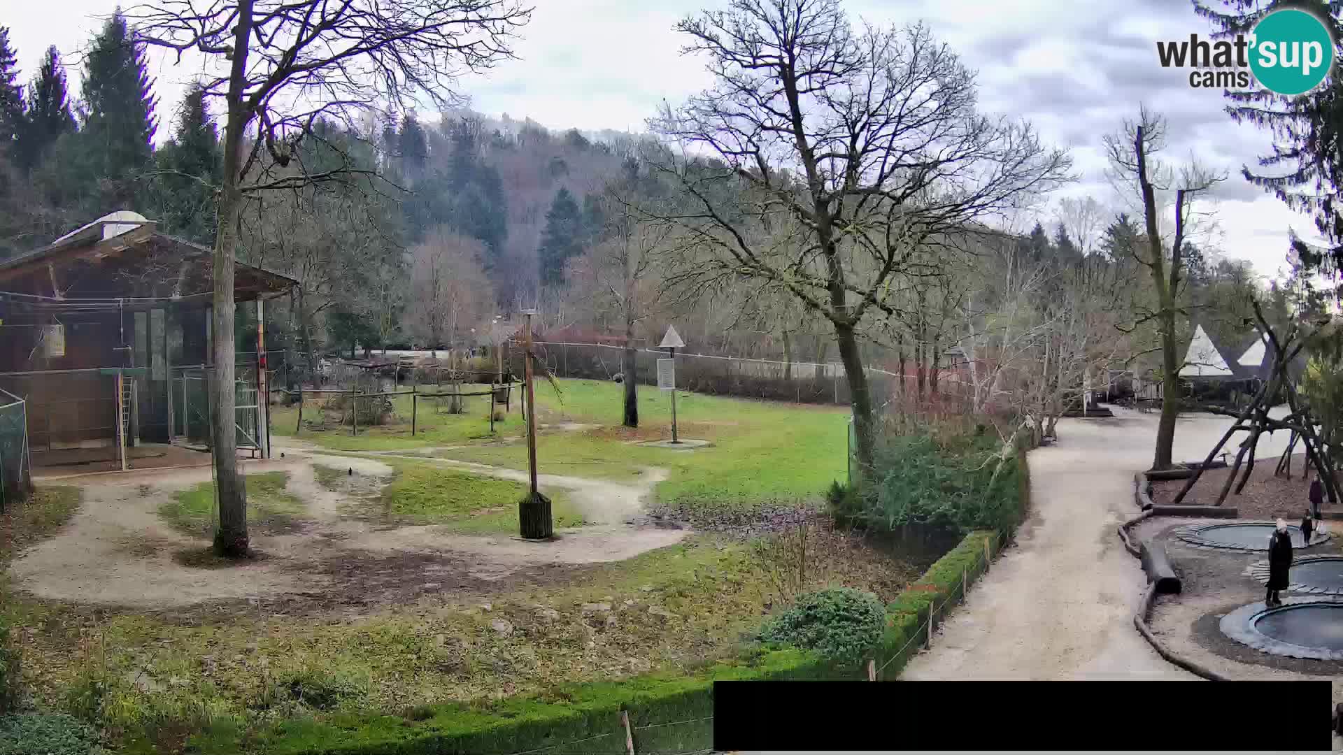 Webcam Zoo Ljubljana – Giraffes