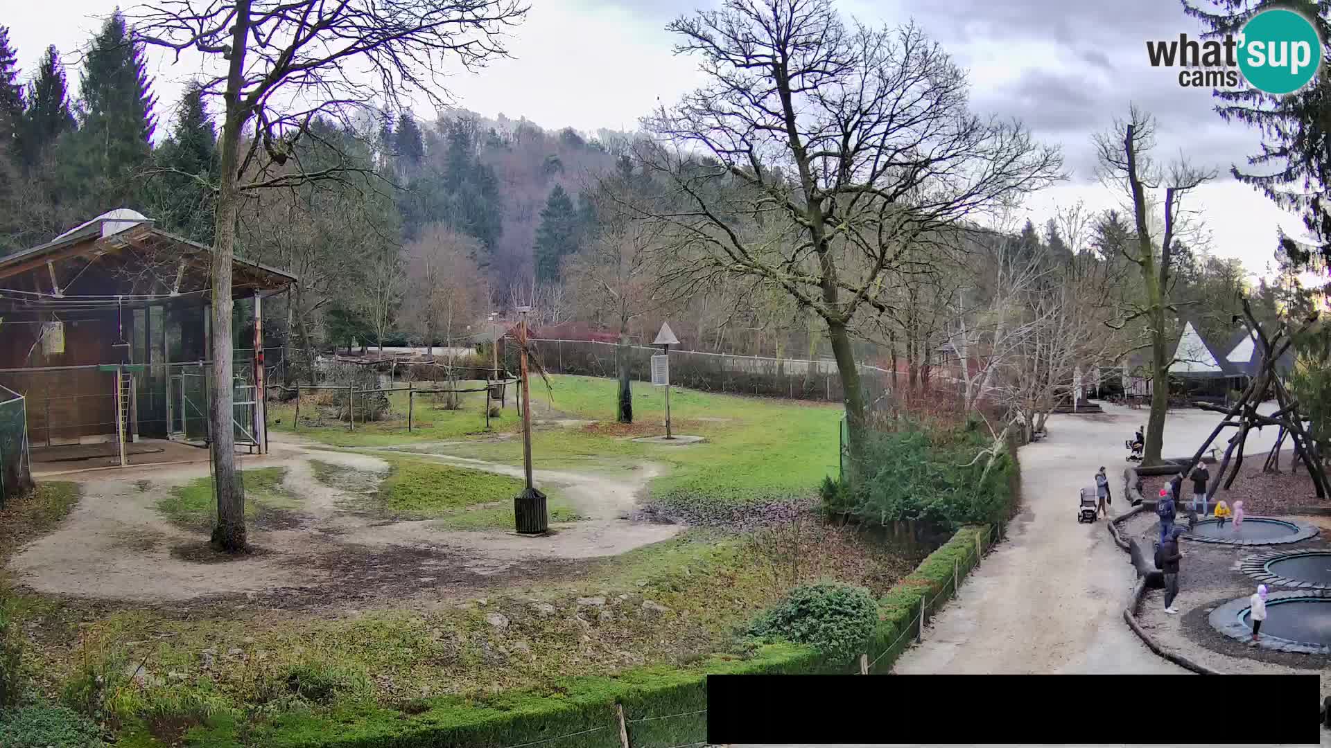 Webcam Zoo Ljubljana – Giraffes