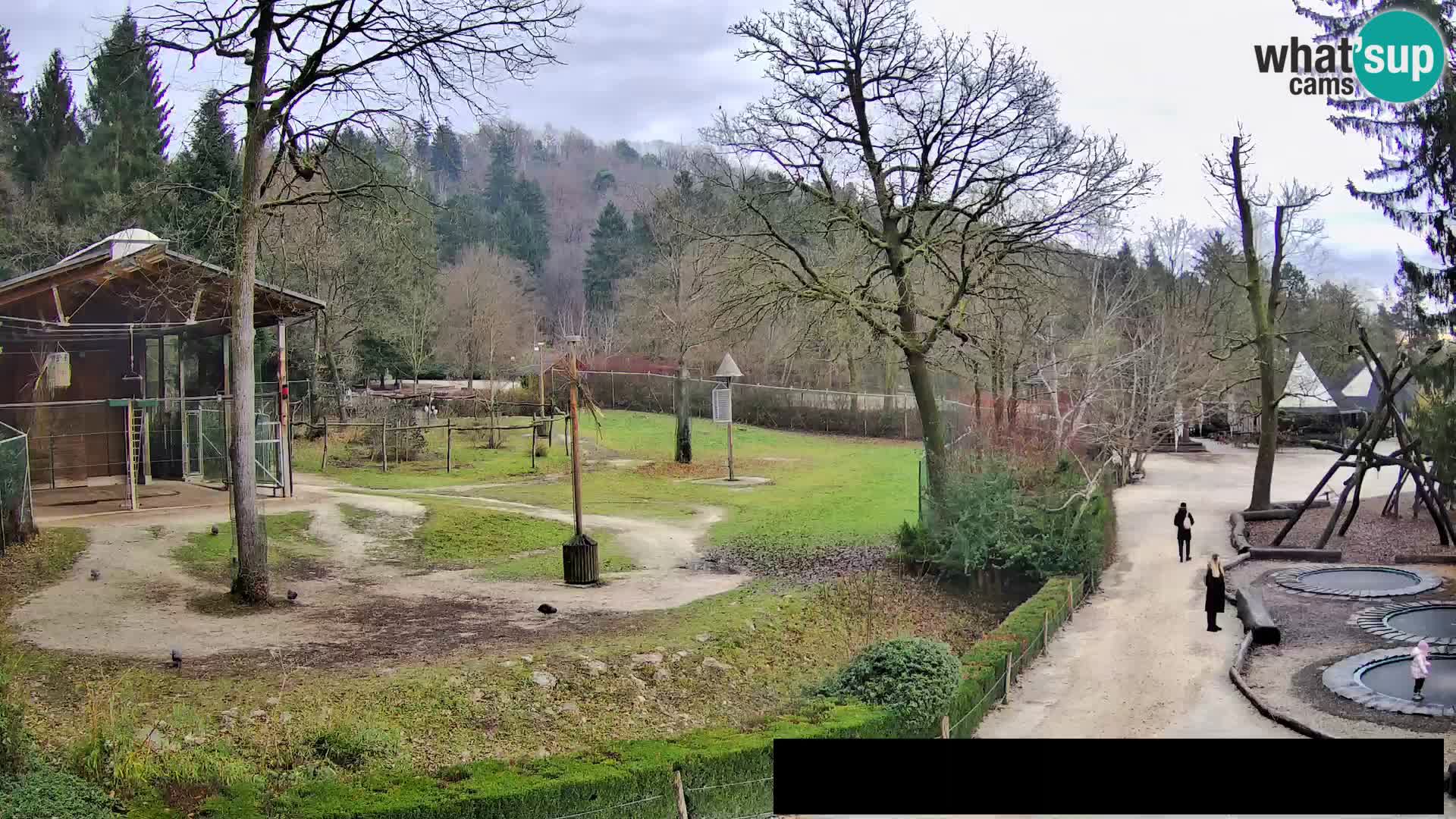 Webcam live Zoo Lubiana – Giraffe