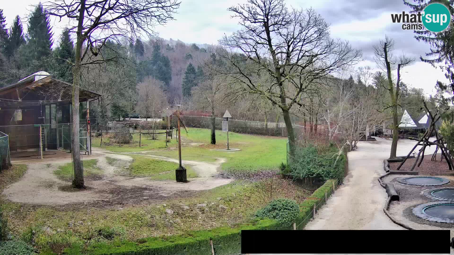 Webcam Zoo Ljubljana – Giraffen