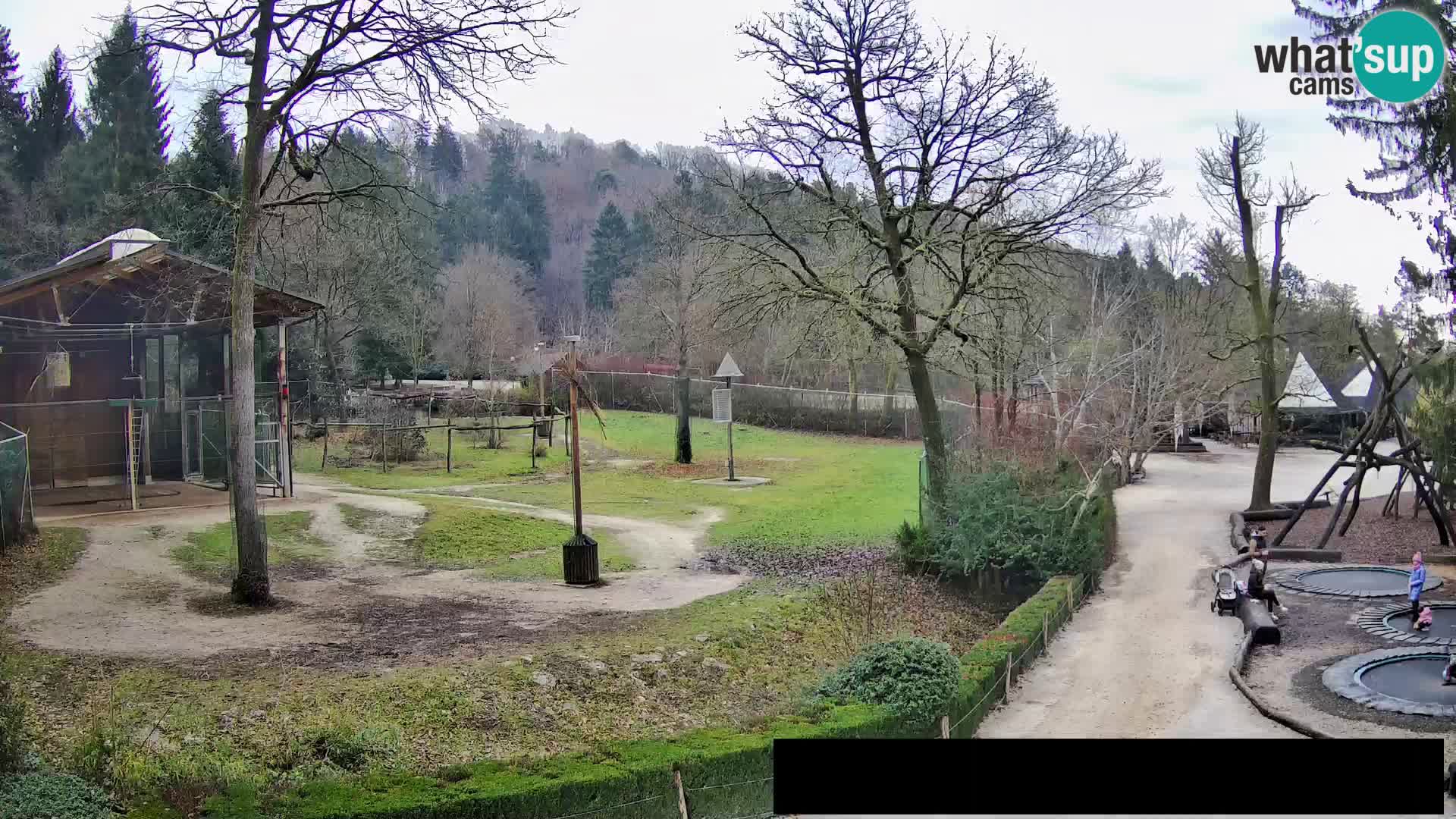 Webcam live Zoo Lubiana – Giraffe