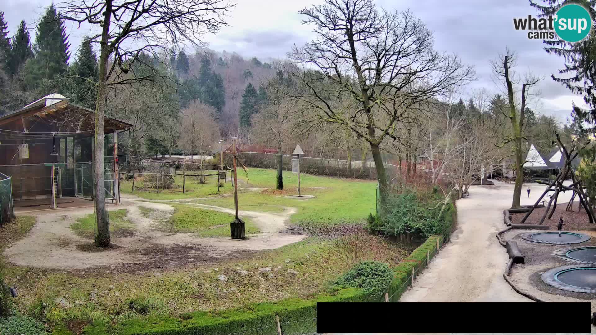 Webcam Zoo Ljubljana – Giraffes