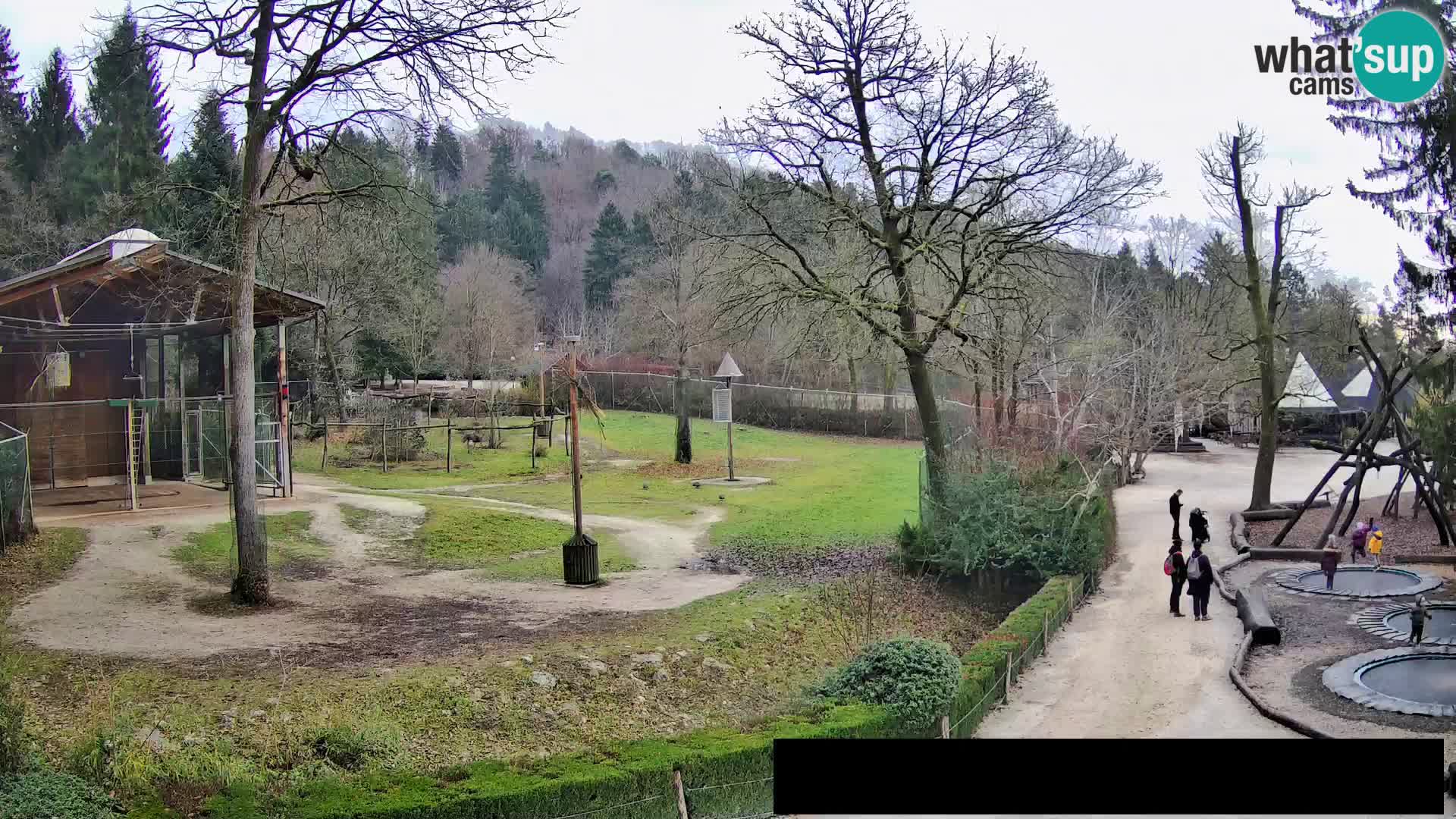 Webcam Zoo Ljubljana – Giraffes