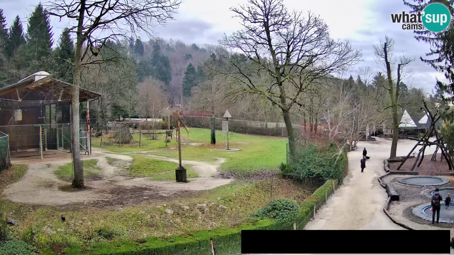 Webcam Zoo Ljubljana – Giraffes