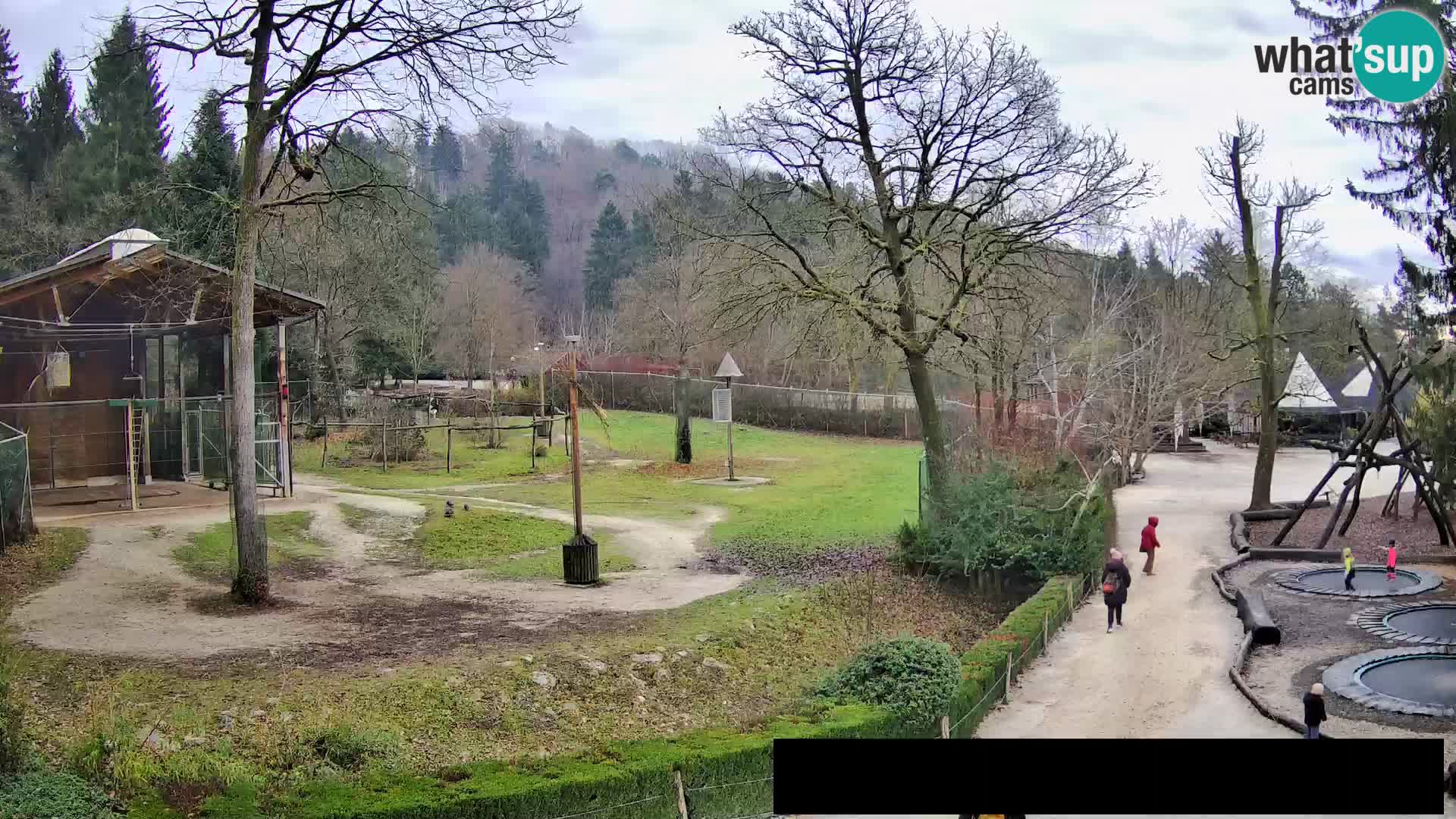 Webcam live Zoo Lubiana – Giraffe