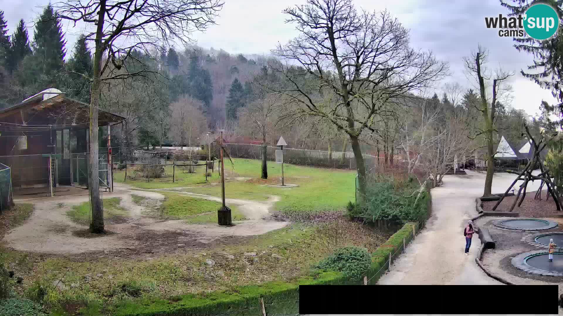 Webcam live Zoo Lubiana – Giraffe