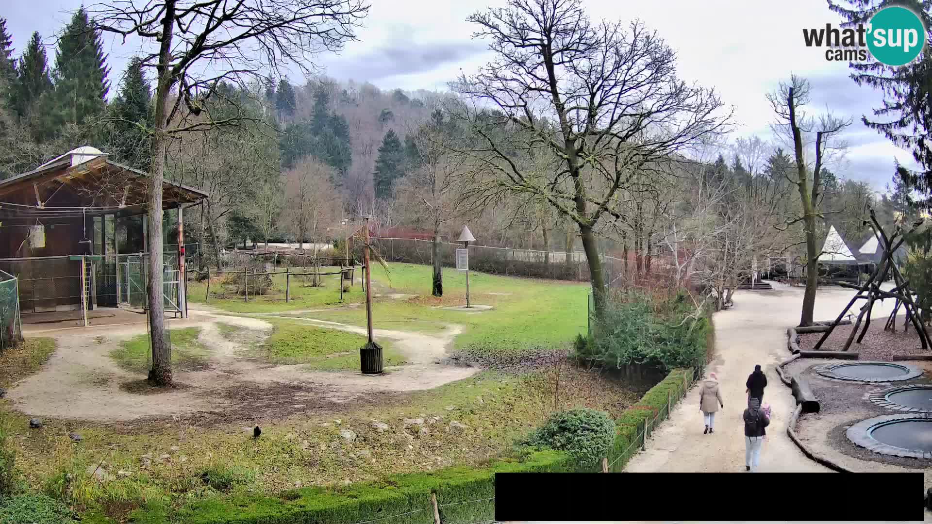 Webcam Zoo Ljubljana – Giraffes