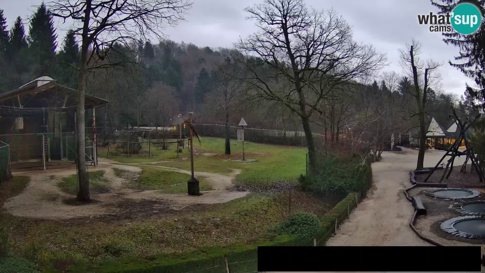 Webcam Zoo Ljubljana – Giraffes