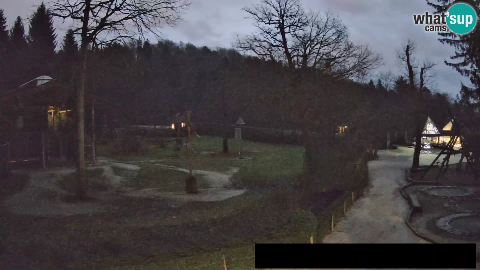 Webcam Zoo Ljubljana – Giraffes