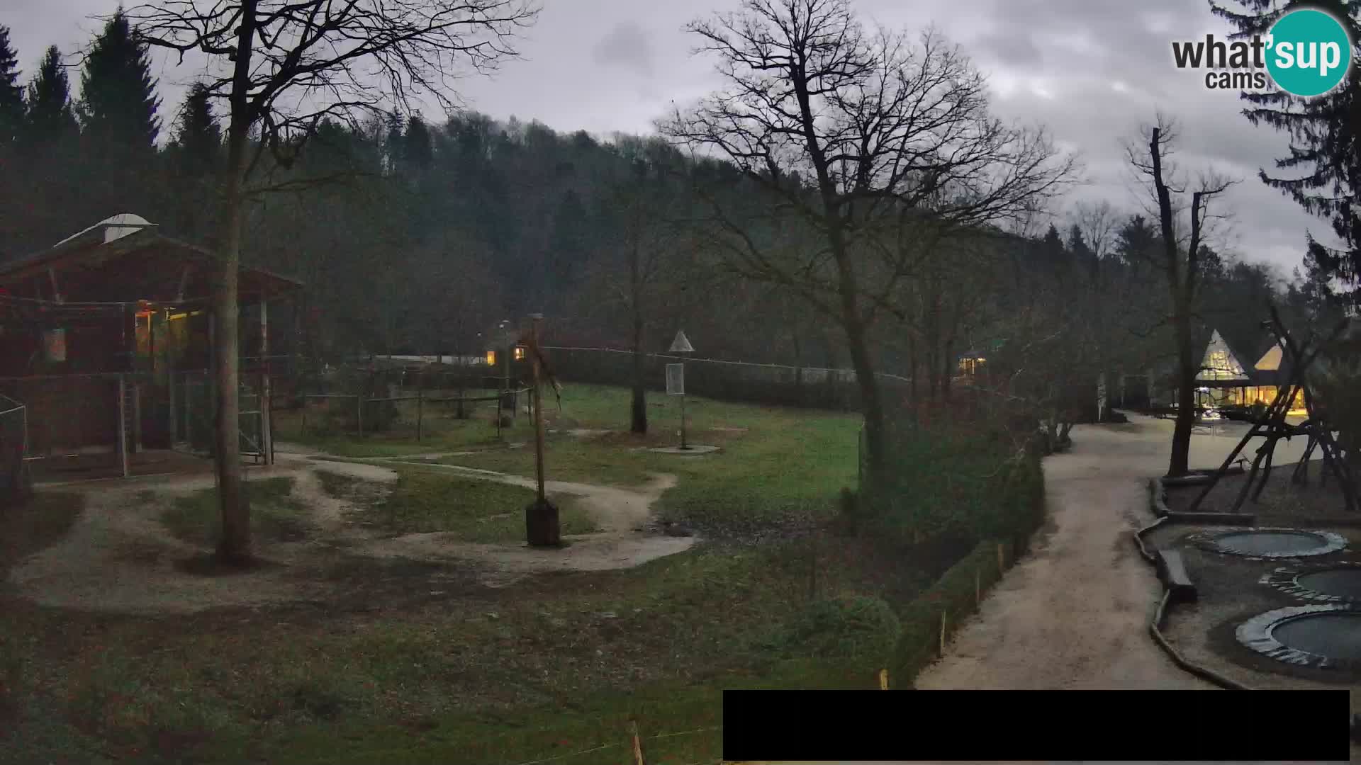 Webcam Zoo Ljubljana – Jirafas