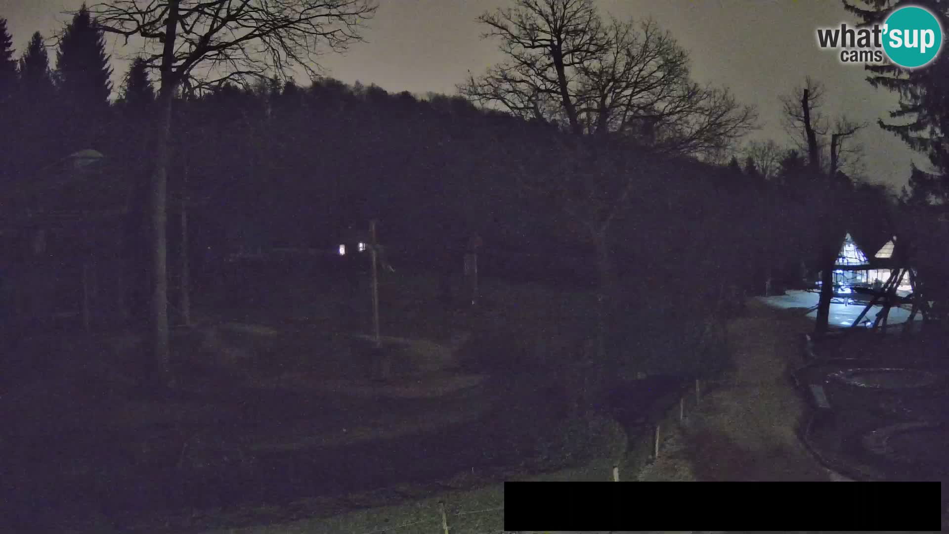 Webcam Zoo Ljubljana – Giraffes