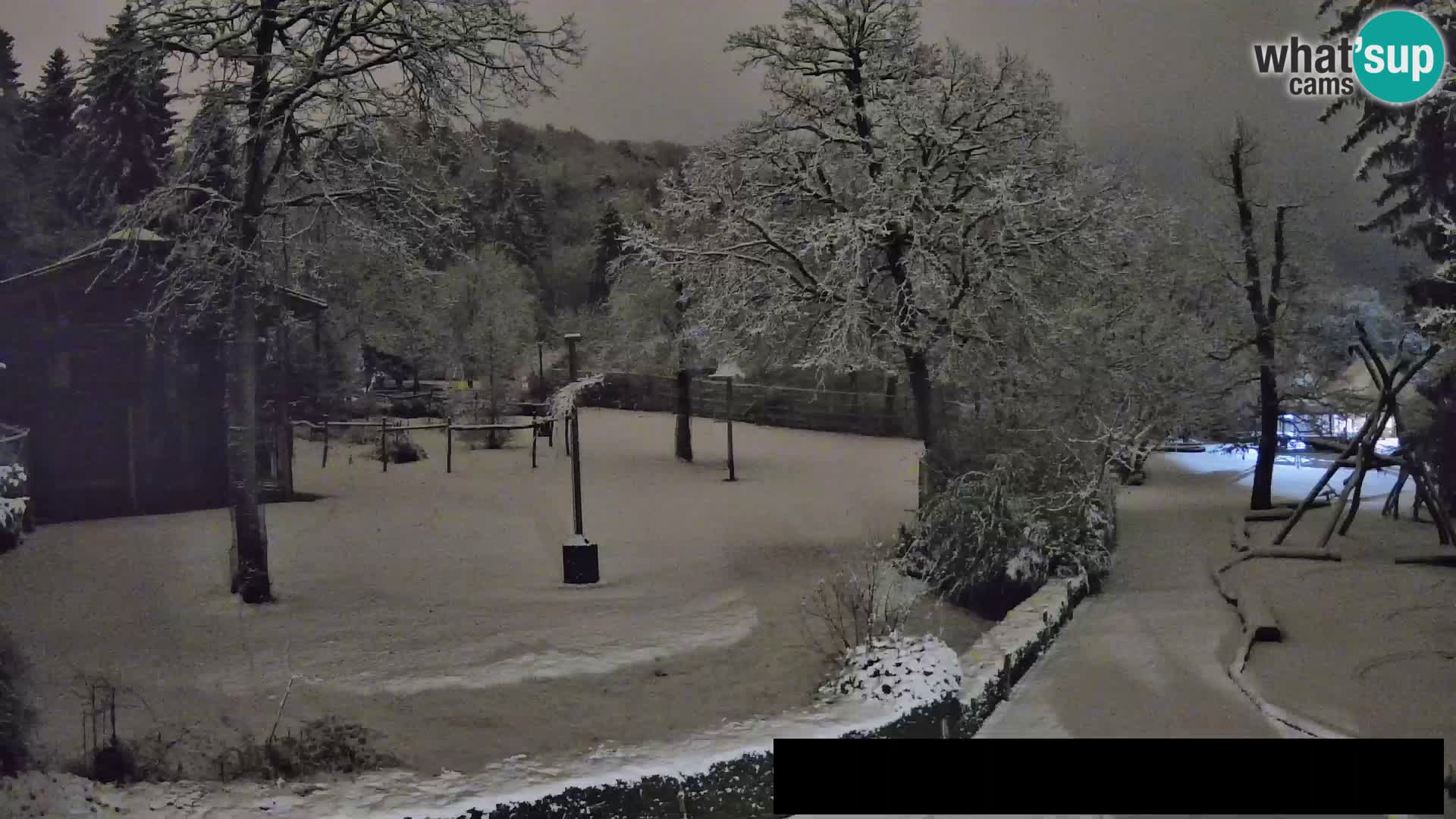 Webcam Zoo Ljubljana – Giraffes