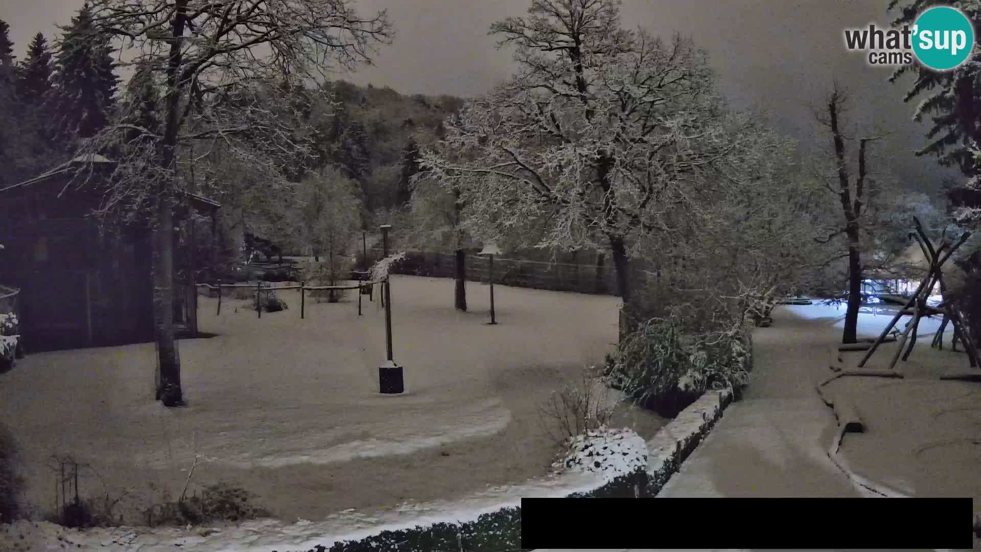 Webcam Zoo Ljubljana – Giraffes