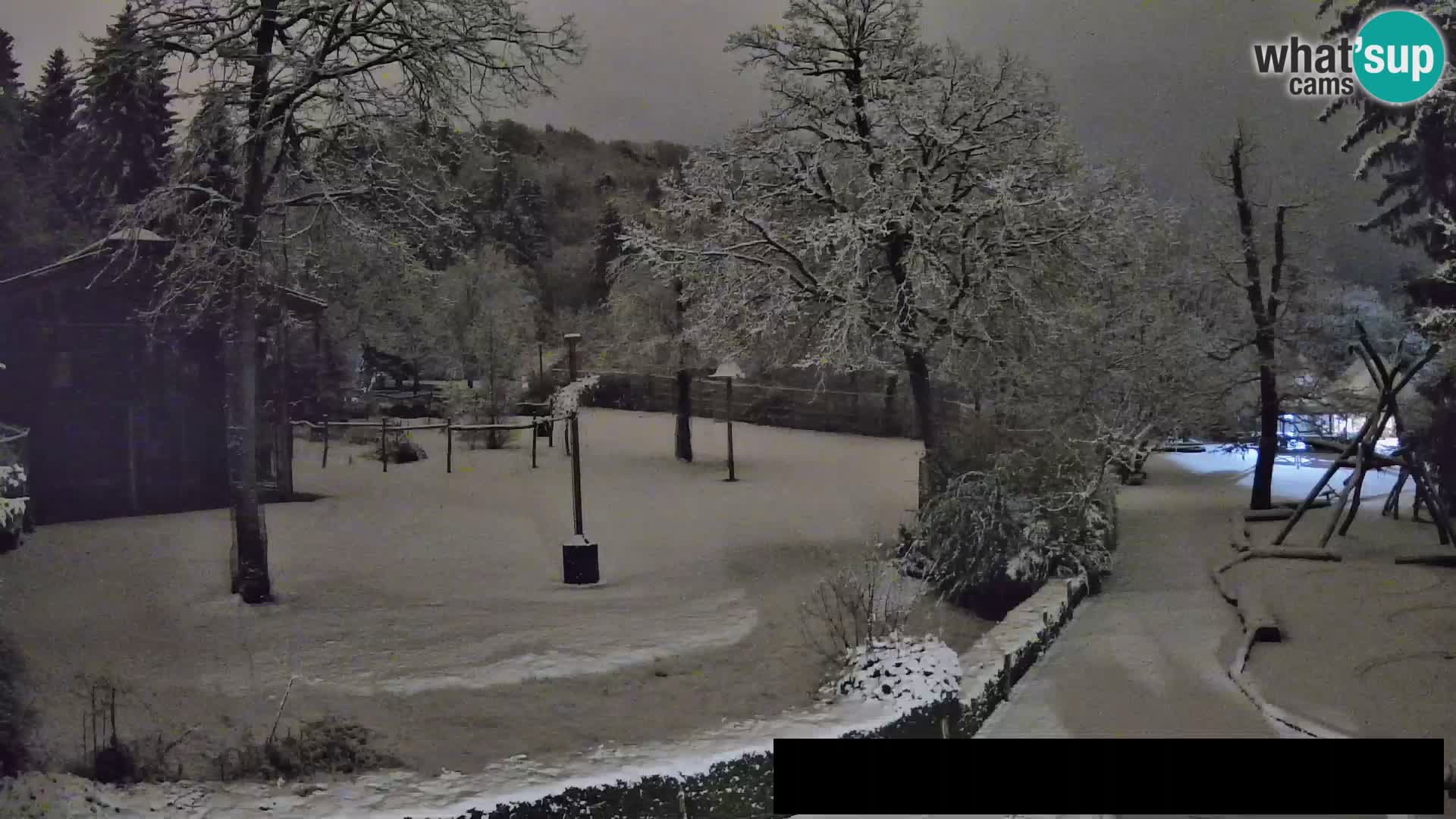 Webcam Zoo Ljubljana – Giraffes