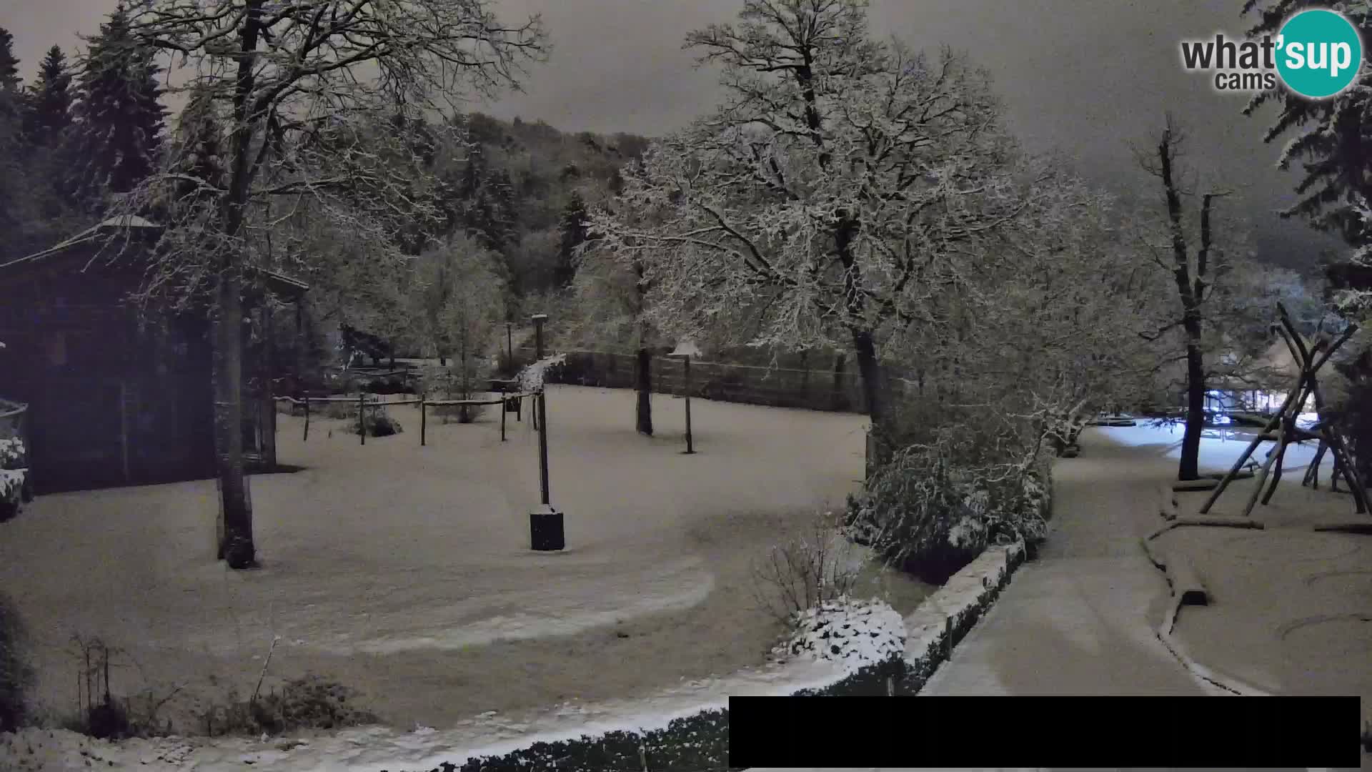 Webcam Zoo Ljubljana – Giraffes