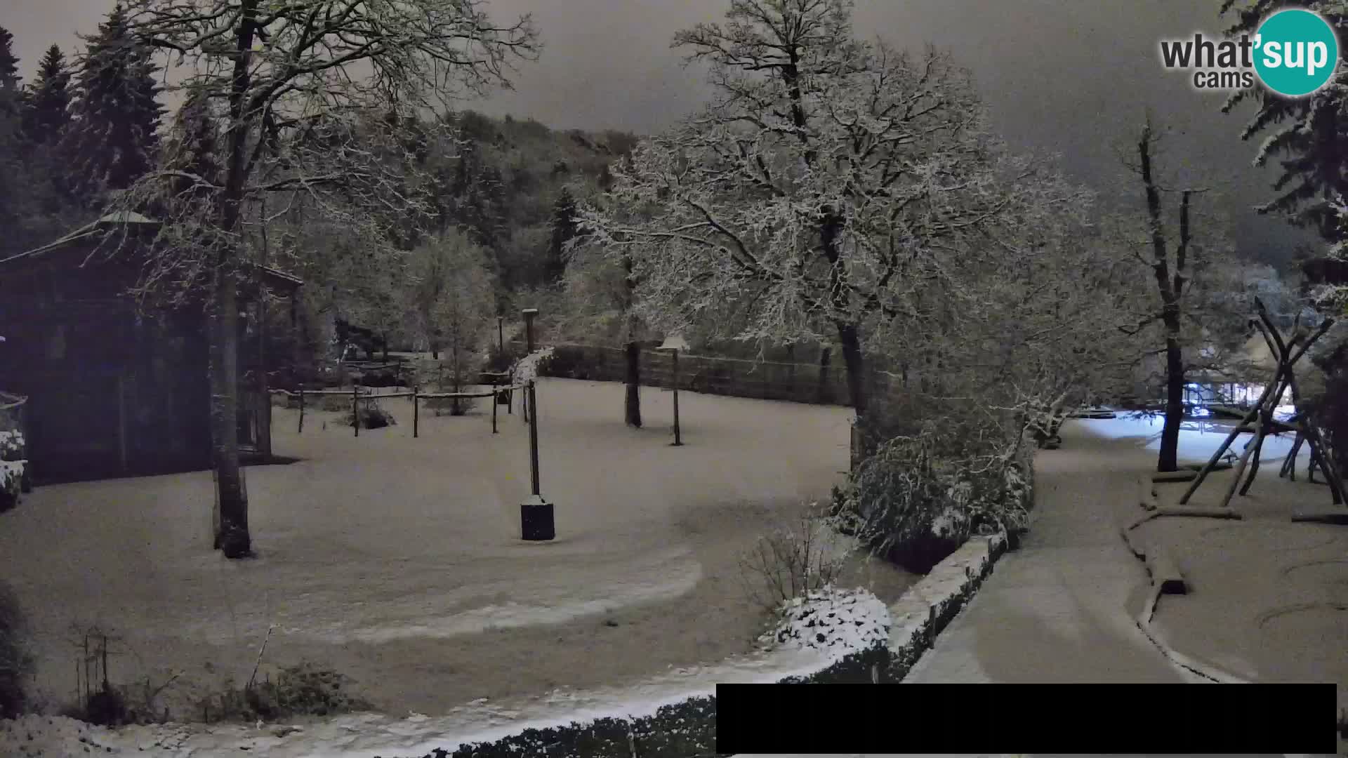 Webcam Zoo Ljubljana – Giraffes