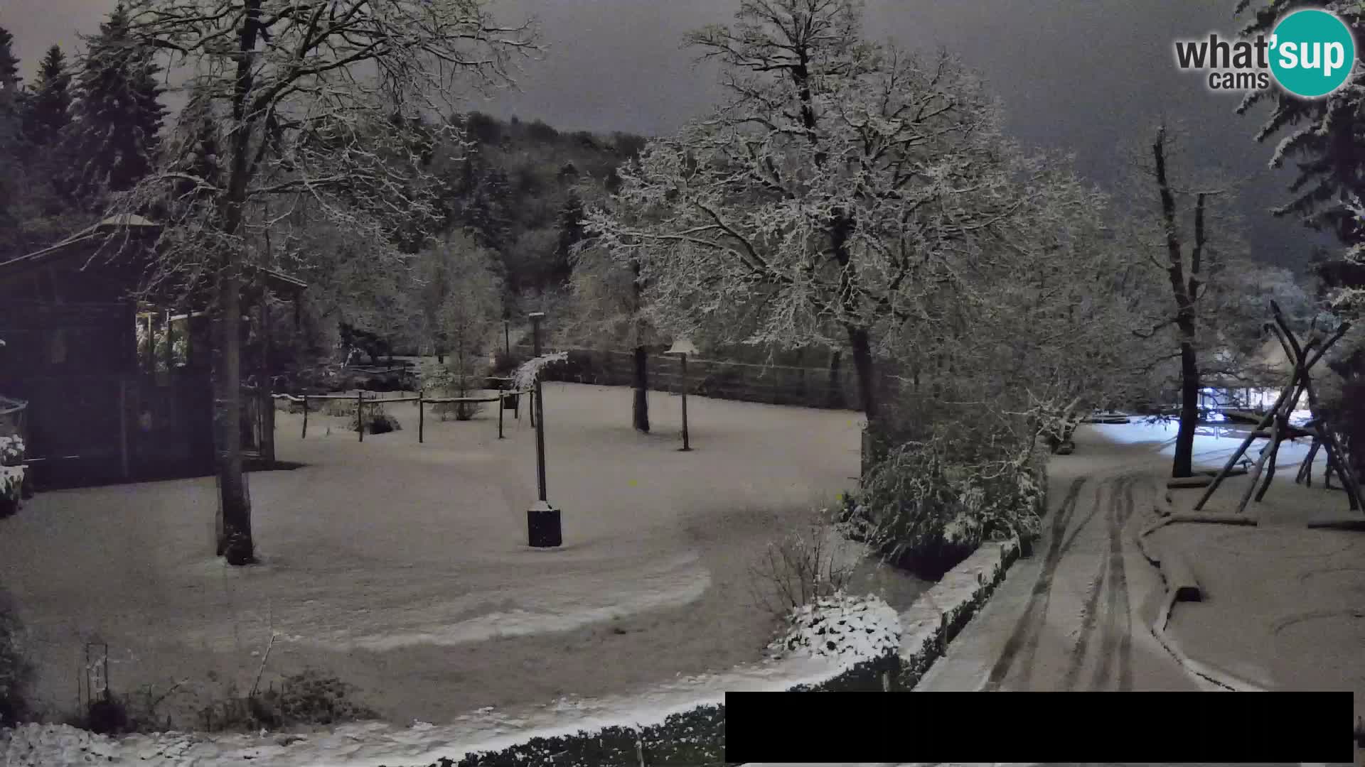 Webcam Zoo Ljubljana – Giraffes