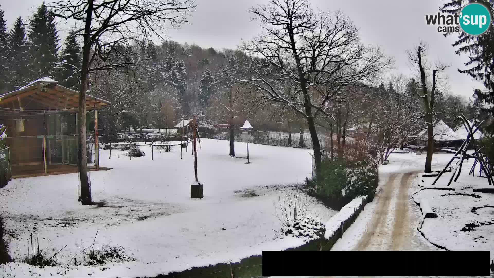 Webcam Zoo Ljubljana – Giraffes