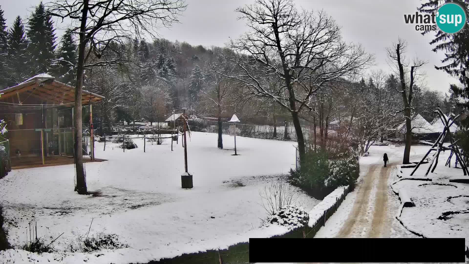 Webcam Zoo Ljubljana – Giraffes