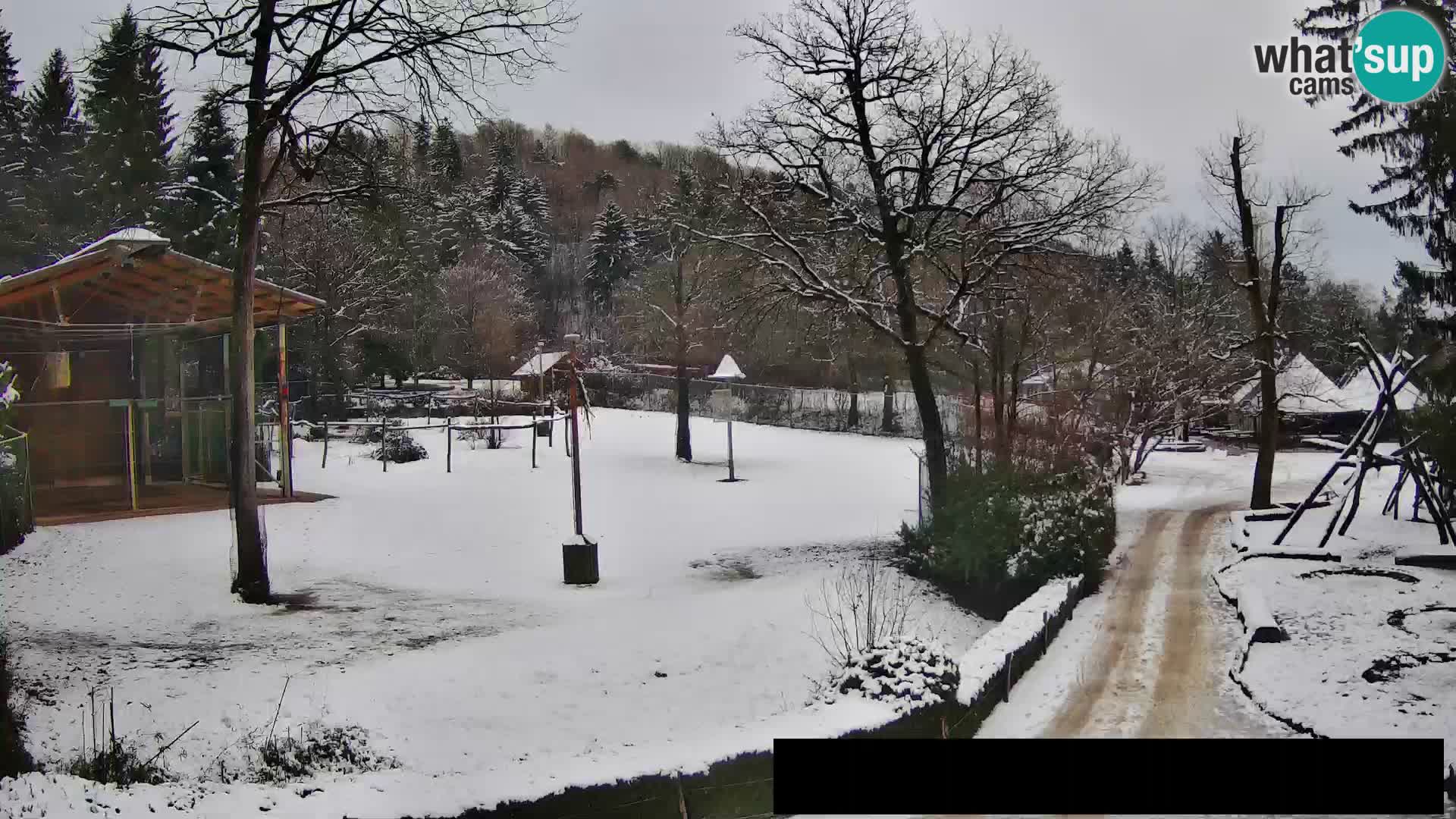 Webcam Zoo Ljubljana – Giraffes