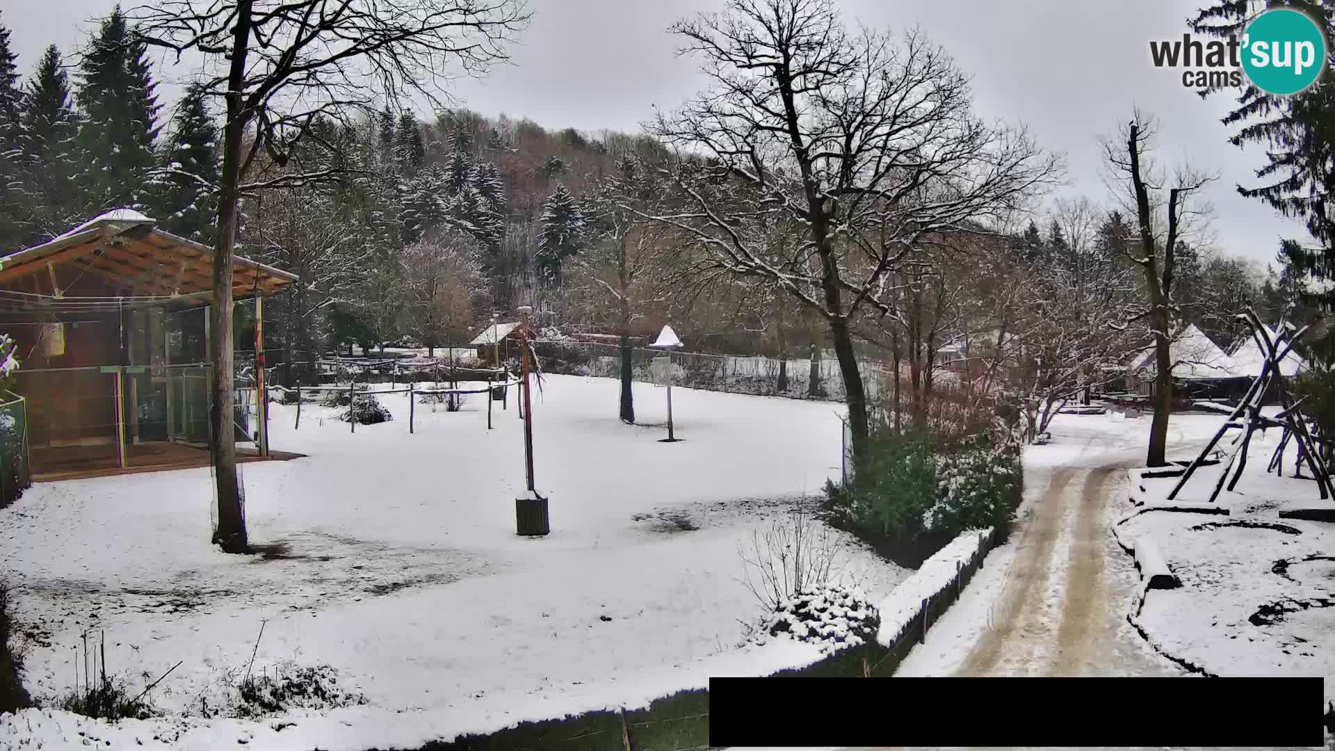 Webcam Zoo Ljubljana – Giraffes