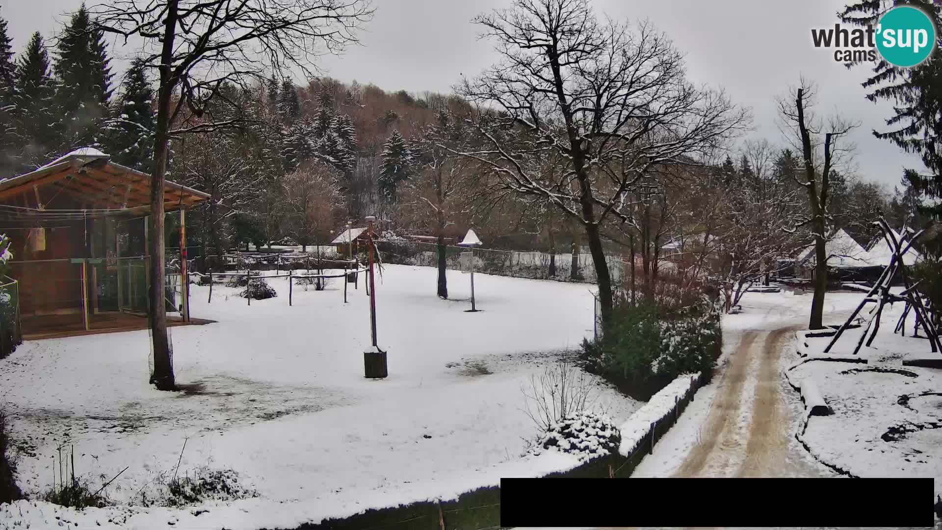 Webcam Zoo Ljubljana – Giraffes