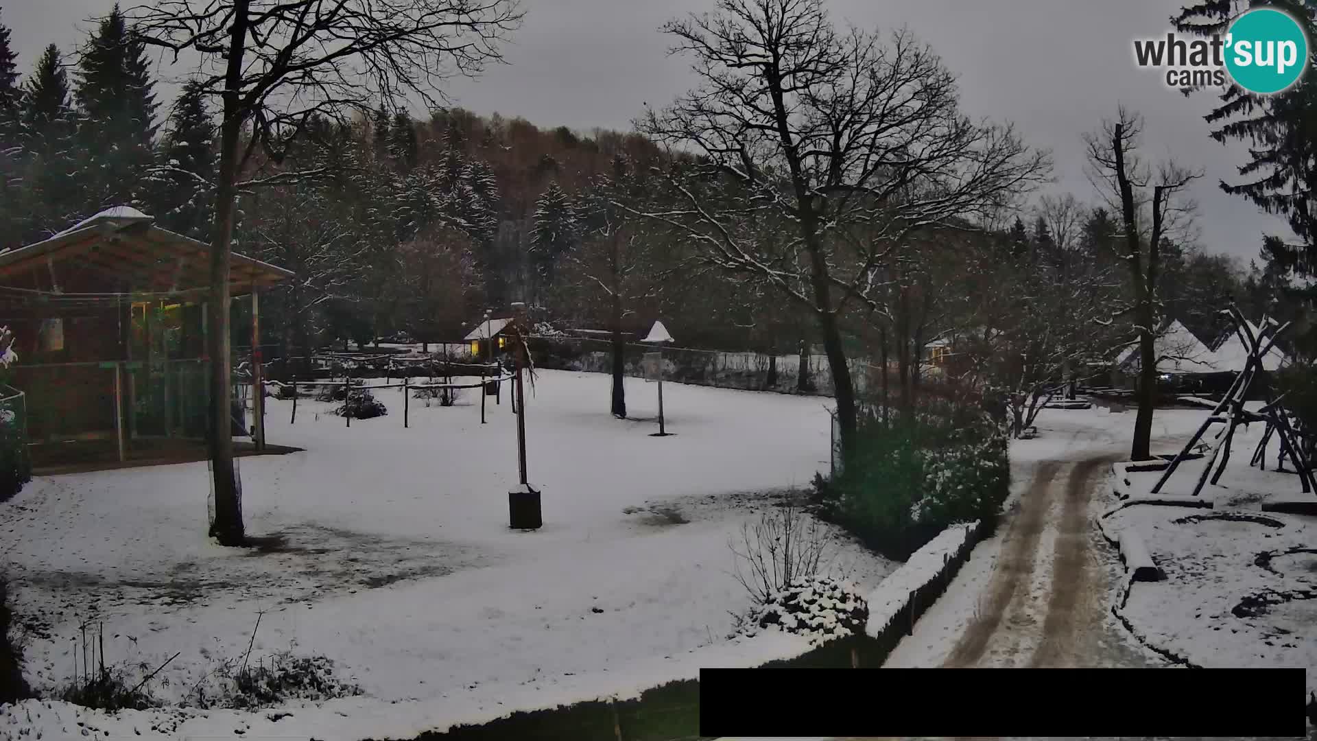 Webcam Zoo Ljubljana – Giraffes