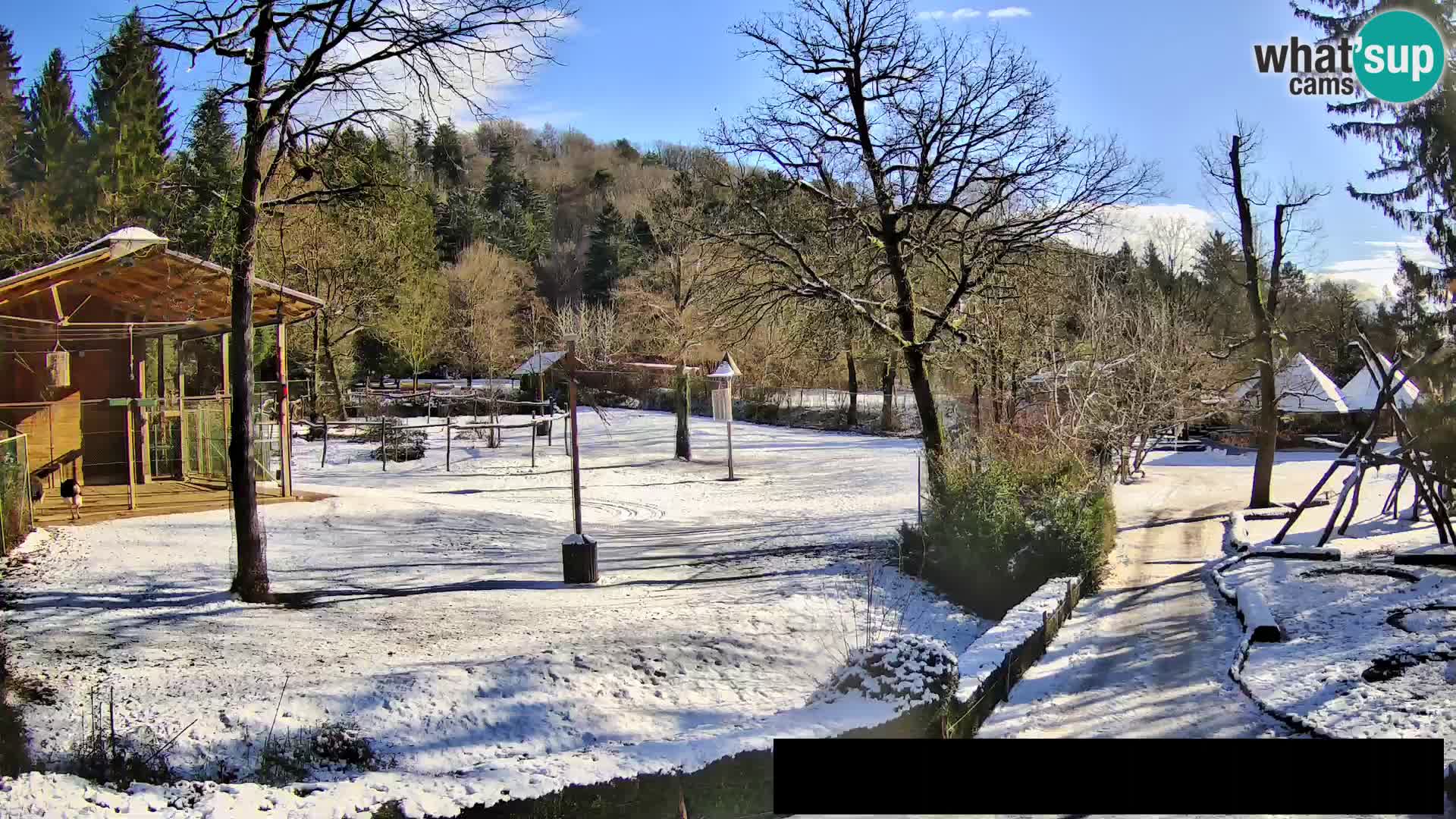 Webcam Zoo Ljubljana – Giraffes