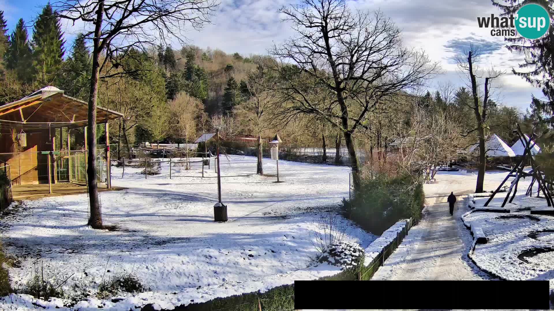 Webcam Zoo Ljubljana – Giraffes