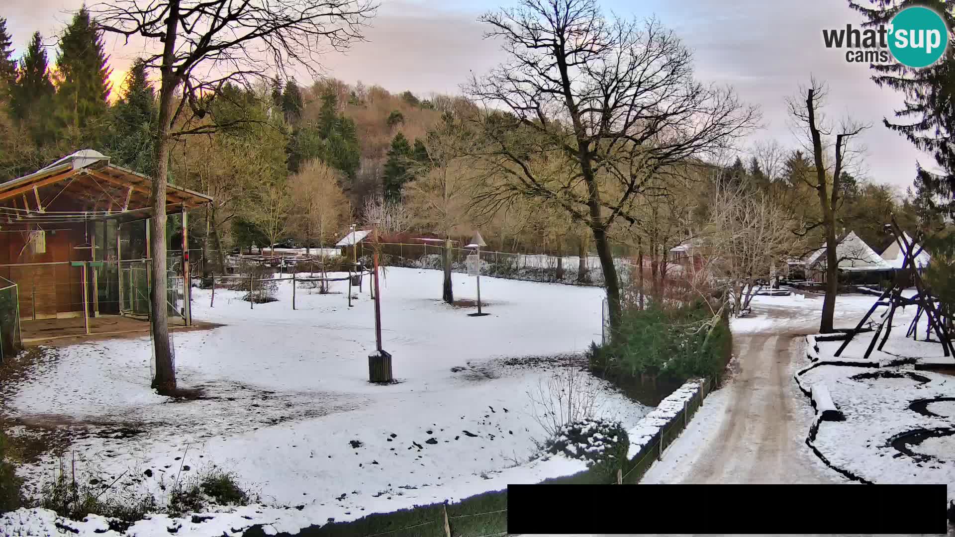 Webcam Zoo Ljubljana – Giraffes