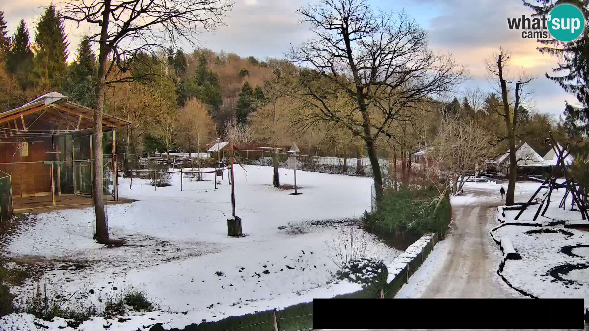 Webcam Zoo Ljubljana – Giraffes