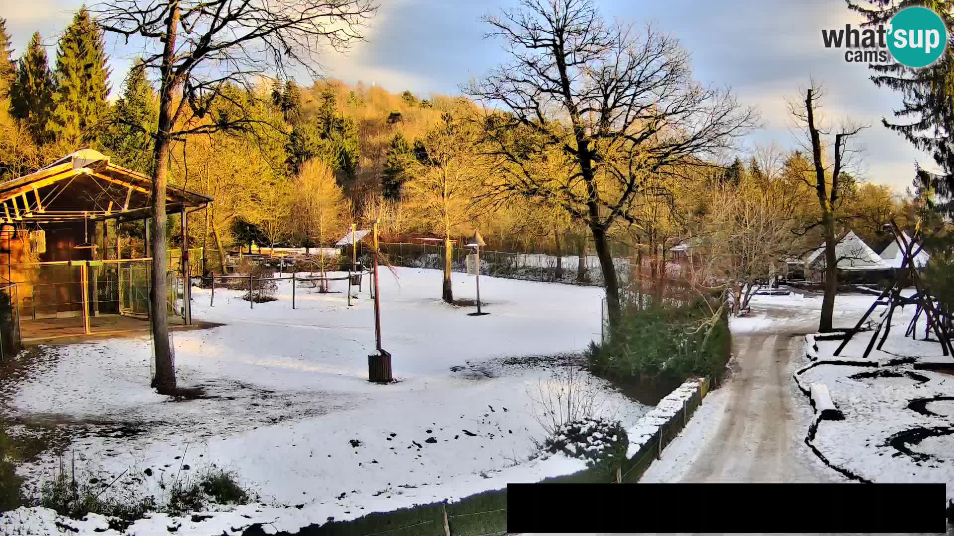 Webcam Zoo Ljubljana – Giraffes