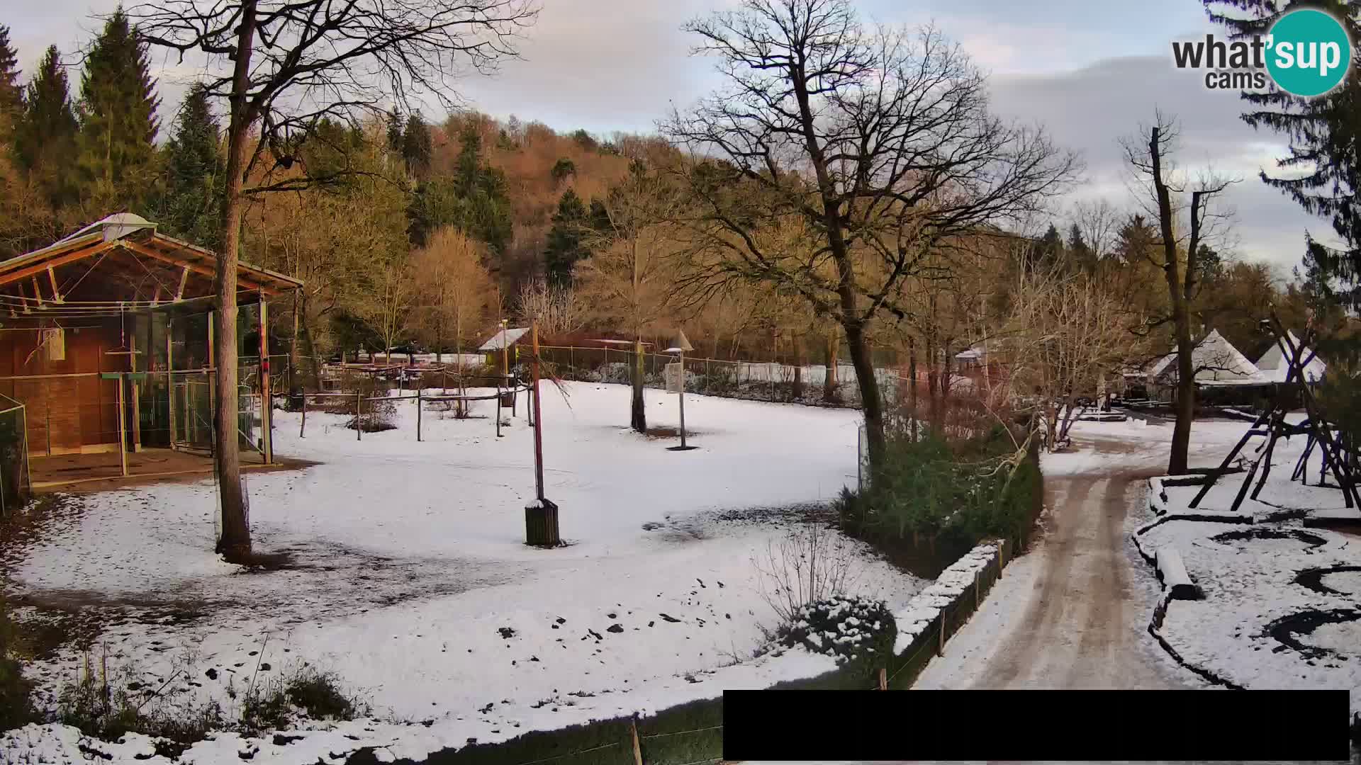 Webcam Zoo Ljubljana – Giraffes