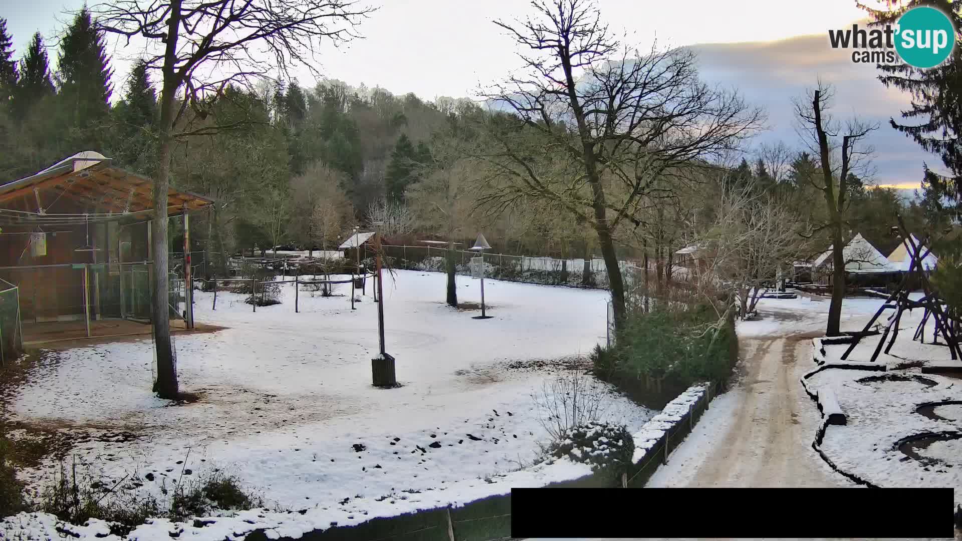 Webcam Zoo Ljubljana – Giraffes