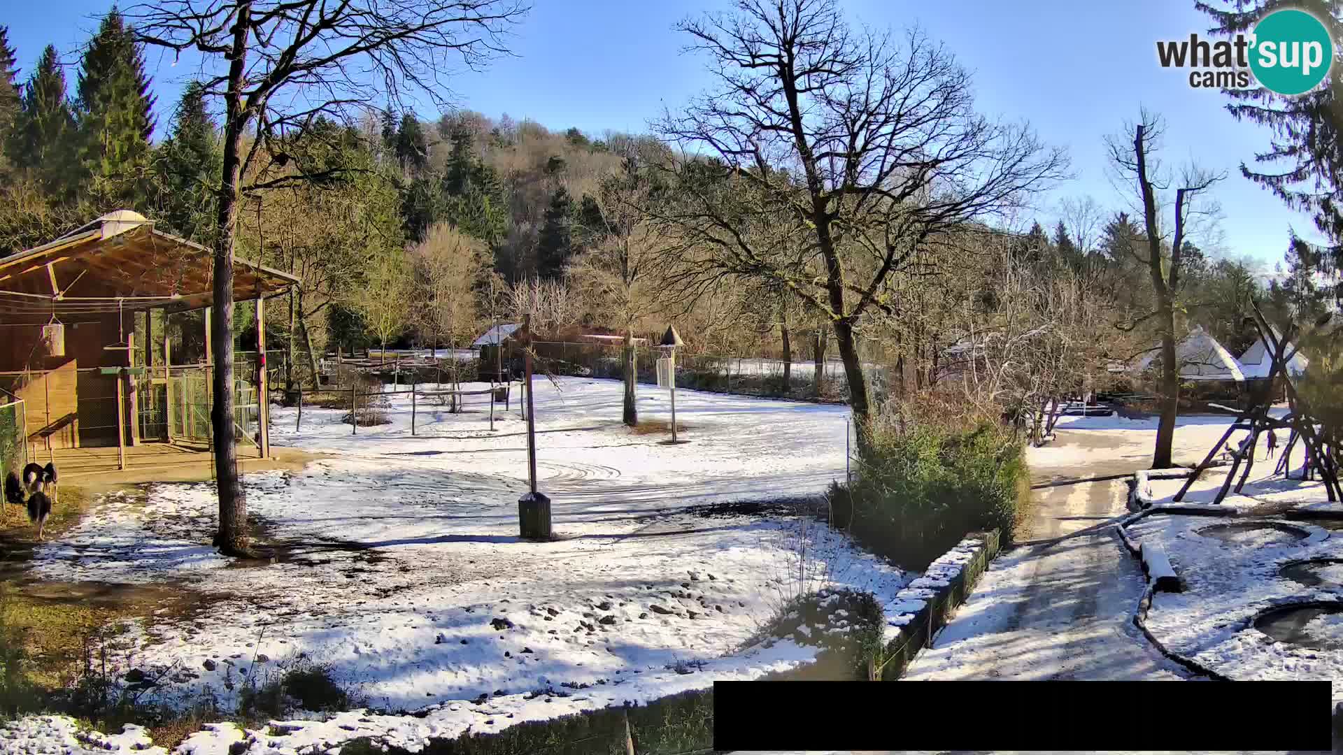 Webcam Zoo Ljubljana – Giraffes