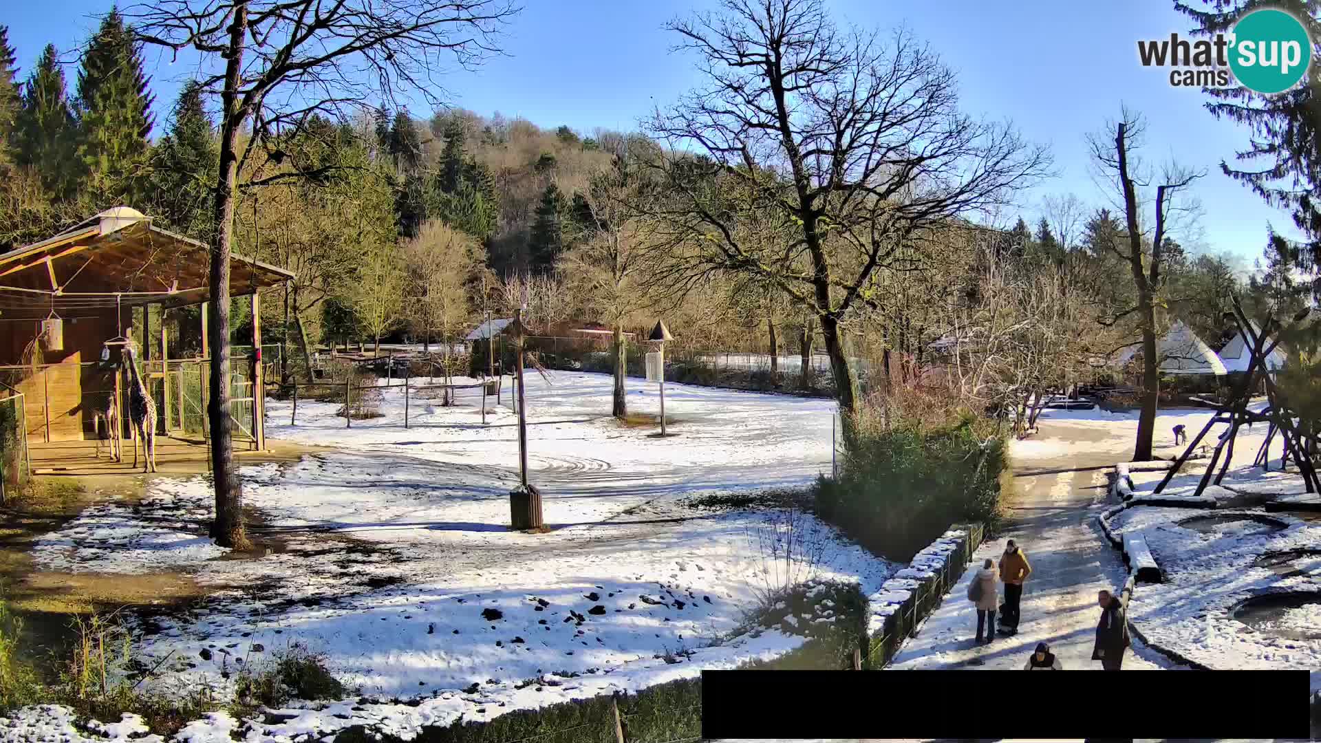 Webcam Zoo Ljubljana – Giraffes