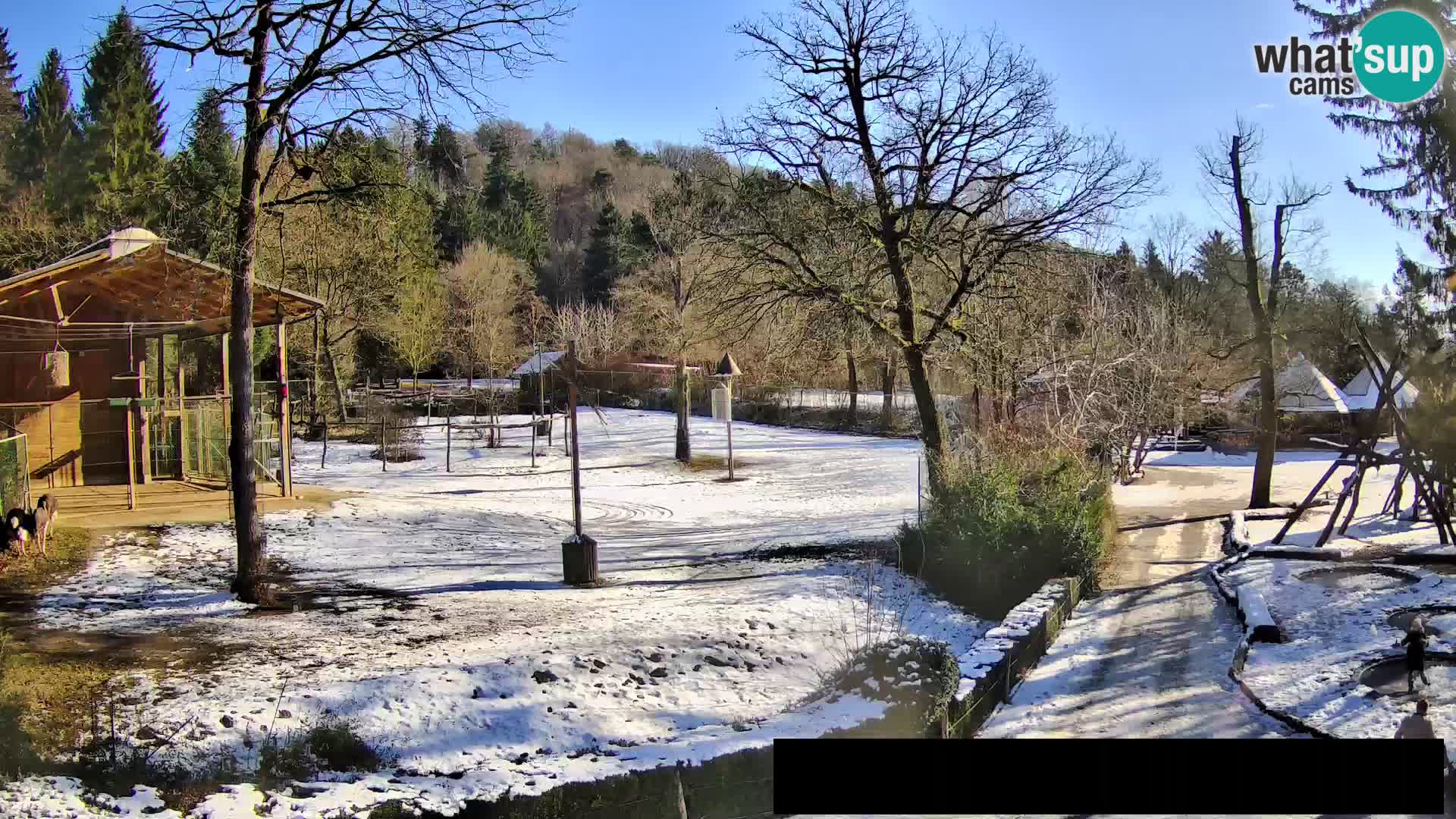 Webcam Zoo Ljubljana – Giraffes