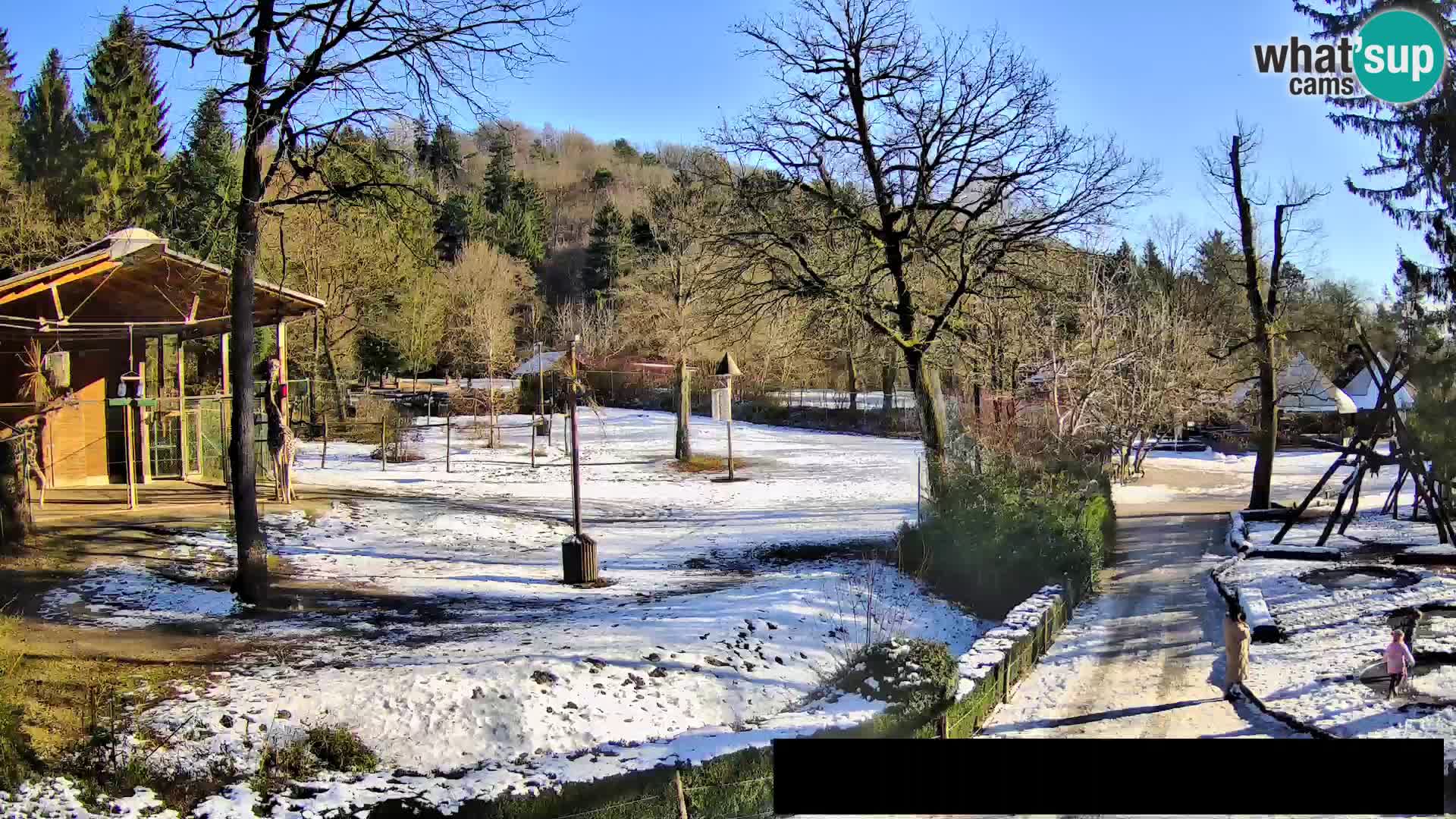 Webcam Zoo Ljubljana – Giraffes