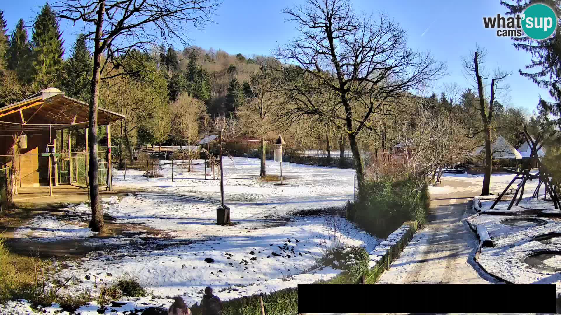 Webcam Zoo Ljubljana – Giraffes