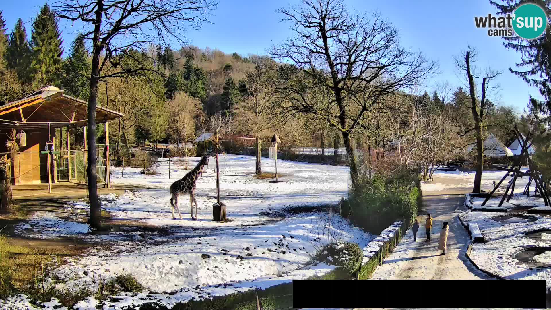 Webcam Zoo Ljubljana – Giraffes