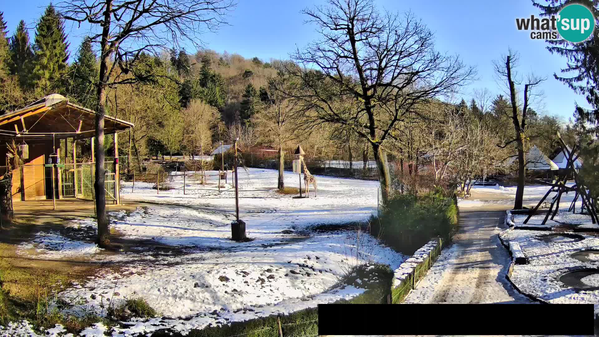 Webcam Zoo Ljubljana – Giraffes