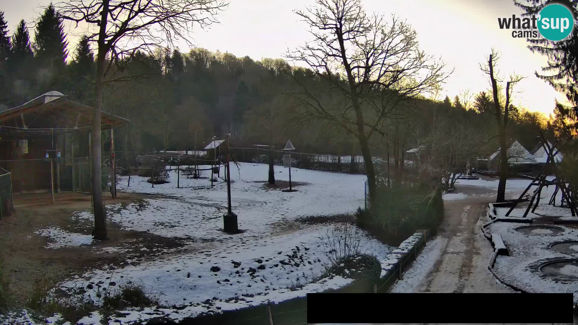 Webcam Zoo Ljubljana – Giraffes