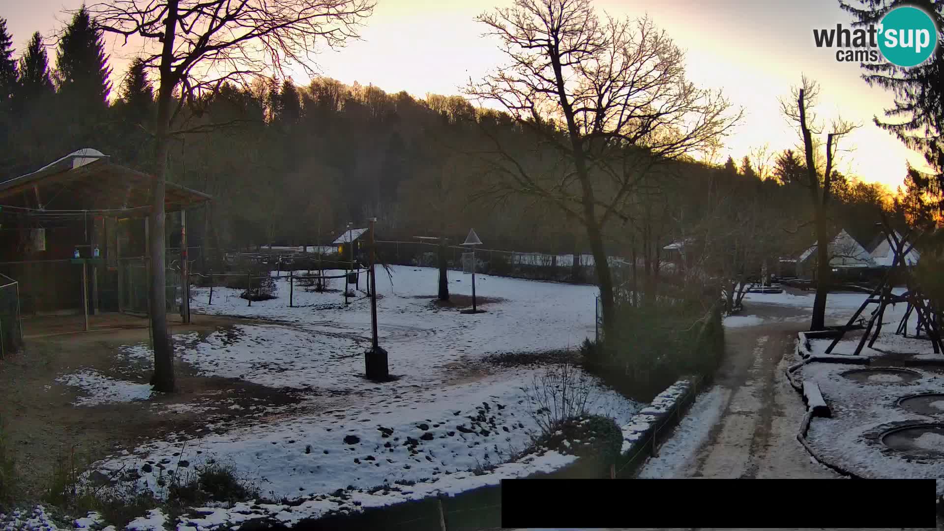 Webcam Zoo Ljubljana – Giraffes