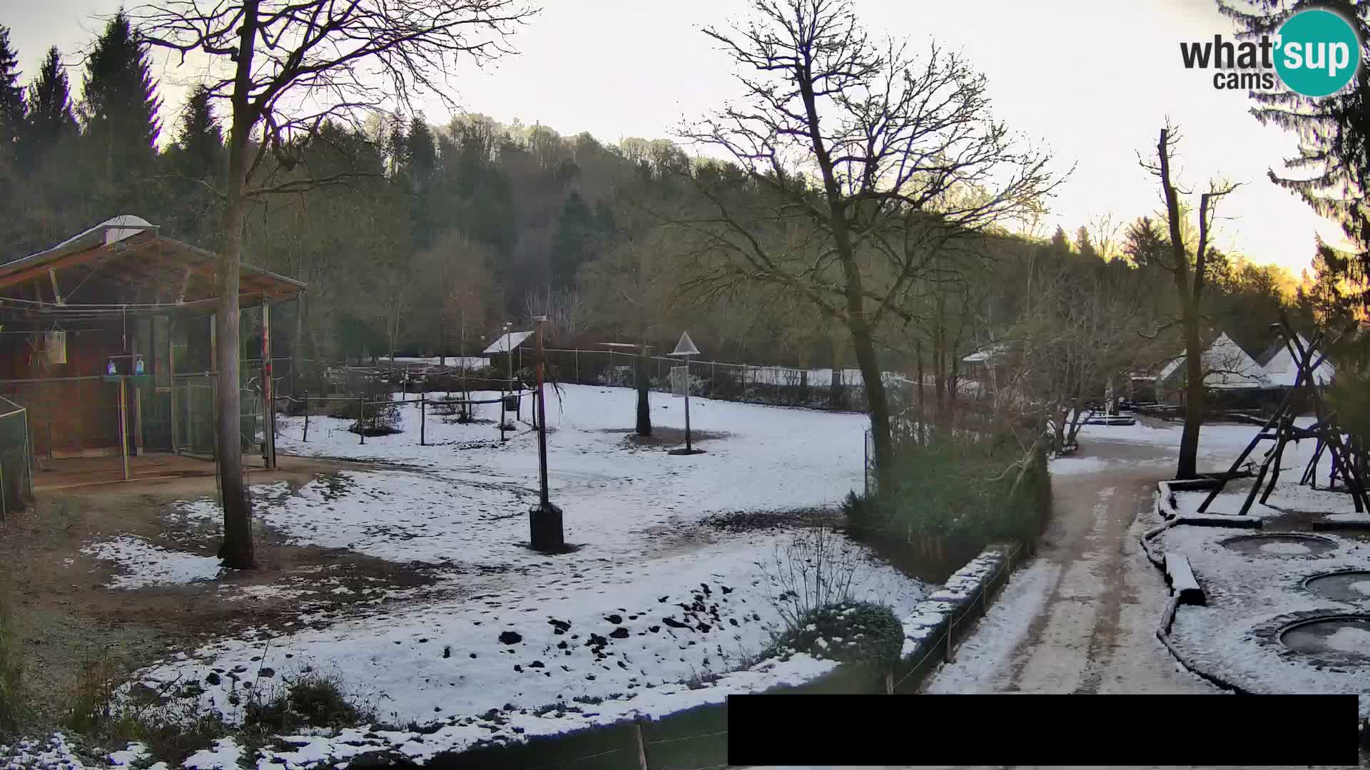 Webcam Zoo Ljubljana – Giraffes