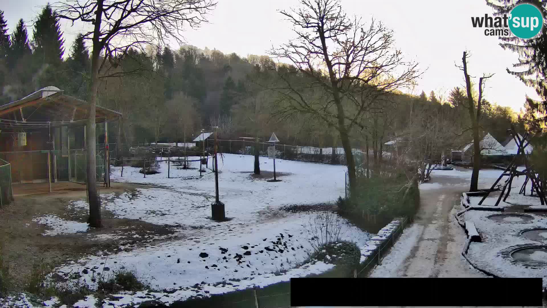 Webcam Zoo Ljubljana – Giraffes