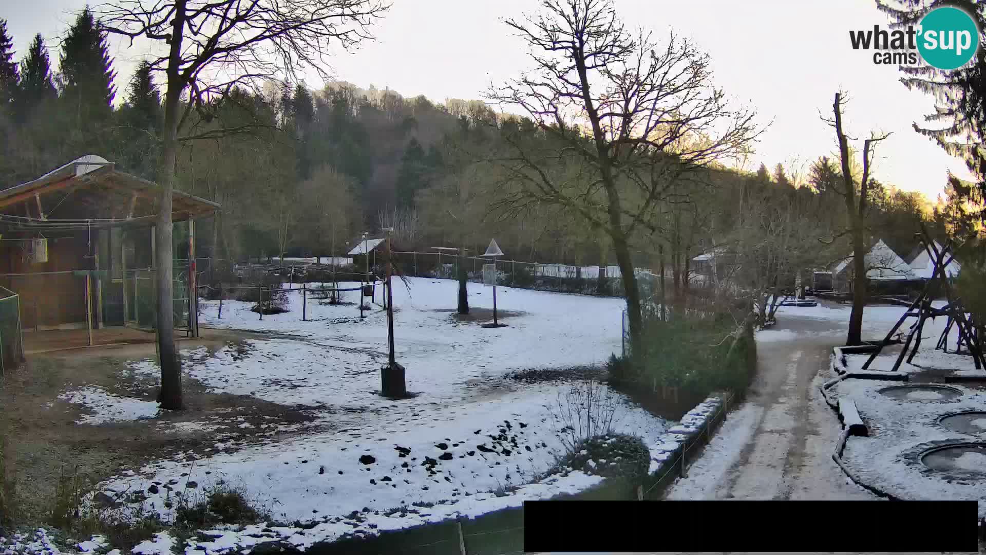 Webcam Zoo Ljubljana – Giraffes