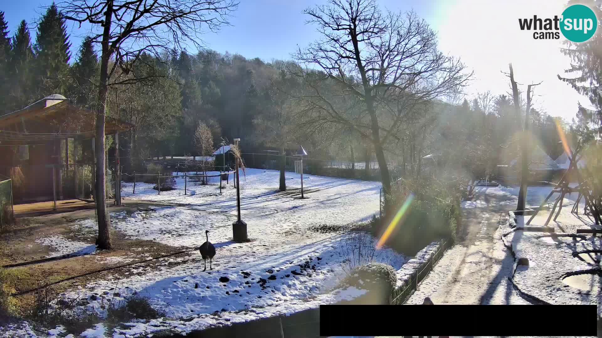 Webcam Zoo Ljubljana – Giraffes