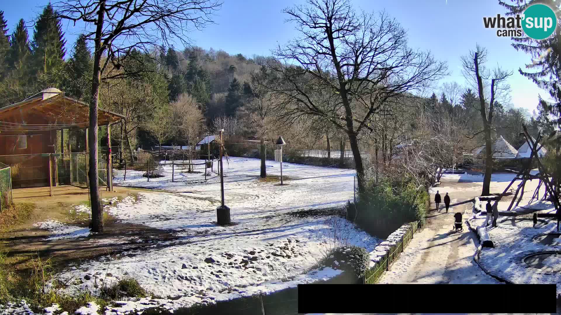 Webcam Zoo Ljubljana – Giraffes